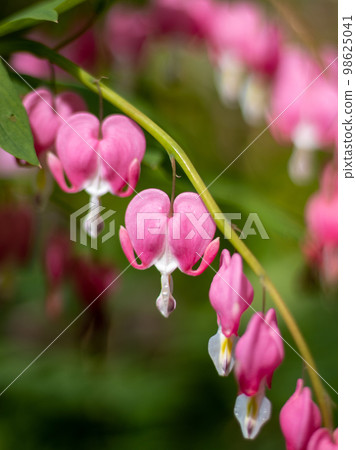 Heart-shaped Taitsurisou blooming in the garden 98625041