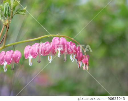 Heart-shaped Taitsurisou blooming in the garden 98625043