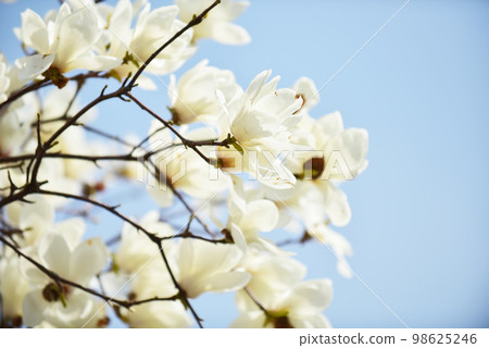 盛開的美麗白玉蘭 盛開的美麗白玉蘭 98625246