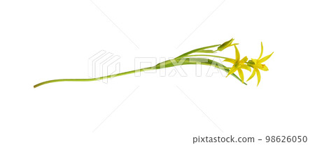 Closeup of yellow Gagea lutea flowers, bud and leaves isolated 98626050