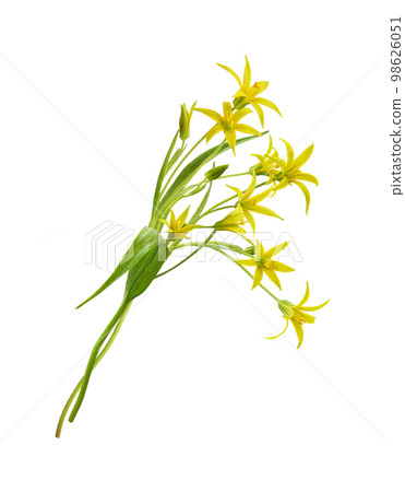 Yellow Gagea lutea flowers, bud and leaves in a small spring bouquet isolated Yellow Gagea lutea flowers, bud and leaves in a small spring bouquet isolated 98626051