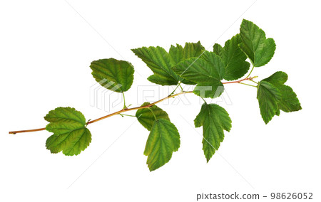 Twig of Physocarpus opulifolius with green leaves isolated on white or transparent background 98626052