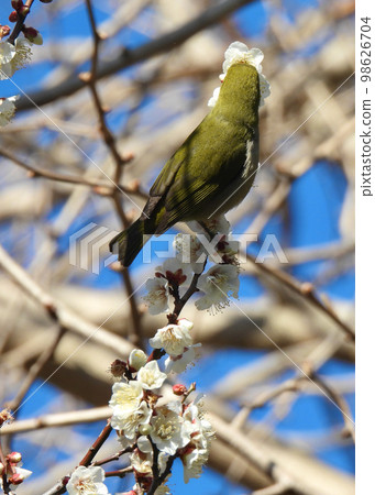 加布里在李子上！ 98626704