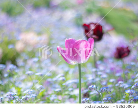 Blooming tulips surrounded by forget-me-nots Blooming tulips surrounded by forget-me-nots 98626809