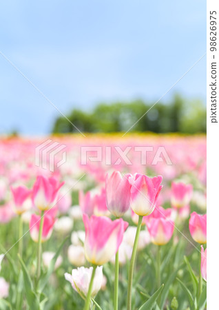 Tulips and blue sky in full bloom 98626975