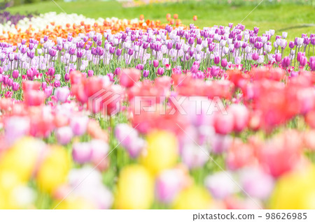 鬱金香盛開 98626985