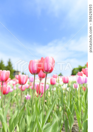 Tulips and blue sky in full bloom 98626993