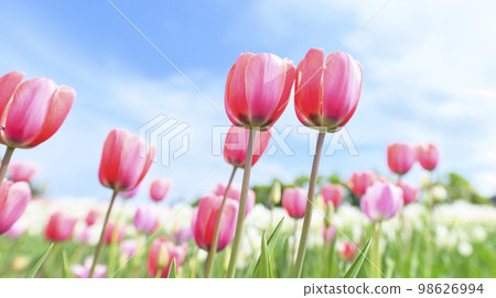 Tulips and blue sky in full bloom 98626994