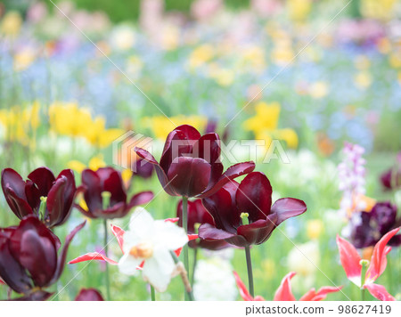 Black tulip 98627419