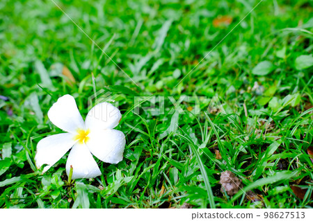 草坪上的白色雞蛋花（雞蛋花）花 98627513