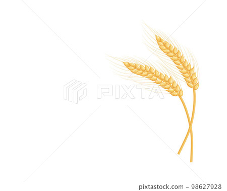 An ear of rye. Two ears of rye. Illustration for food packaging. Cereal plants. Vector illustration of cereals isolated on a white background 98627928