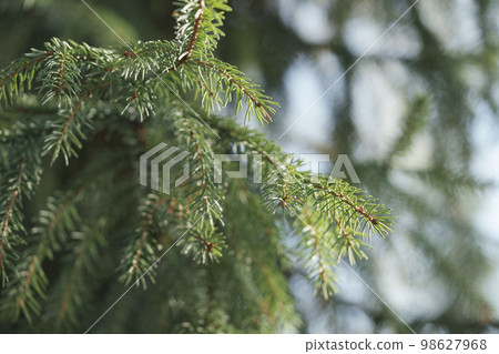 Closeup of common fir tree with morning light 98627968