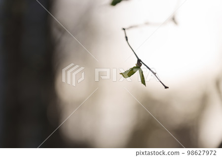 First elm leaves in spring closeup 98627972
