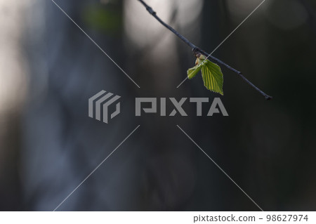 First elm leaves in spring closeup 98627974