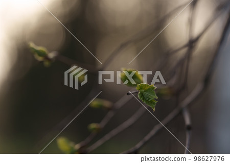 First elm leaves in spring closeup First elm leaves in spring closeup 98627976