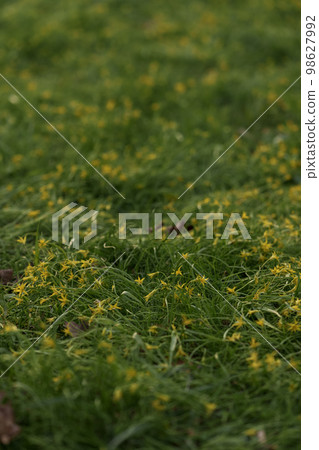 Field of yellow gagea closeup Field of yellow gagea closeup 98627992