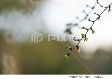 first larch buds buds on branch 98627998