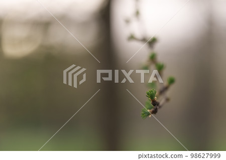 first larch buds buds on branch 98627999