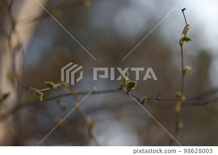 First leaves on a branch in spring close up 98628003