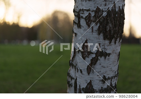 Closeup of birch tree trunk during spring sunset 98628004