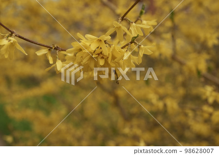 Closeup photo of European forsythia in spring Closeup photo of European forsythia in spring 98628007