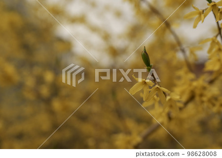 Closeup photo of European forsythia in spring Closeup photo of European forsythia in spring 98628008
