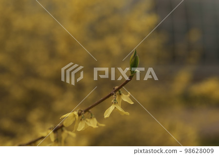 Closeup photo of European forsythia in spring Closeup photo of European forsythia in spring 98628009