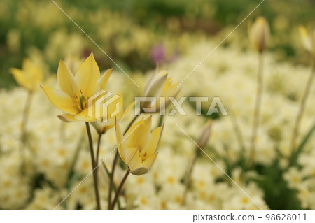 Tarda tulip closeup photo in spring Tarda tulip closeup photo in spring 98628011