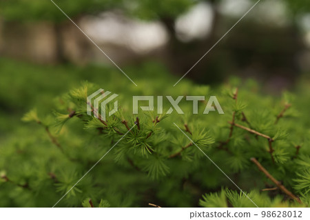 Small japanese larch tree close up Small japanese larch tree close up 98628012