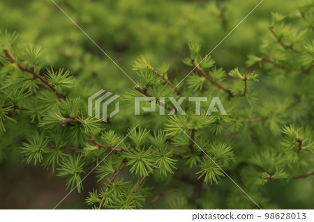 Small japanese larch tree close up Small japanese larch tree close up 98628013