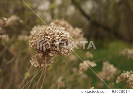 Dry Hydrangea in early spring closeup Dry Hydrangea in early spring closeup 98628014
