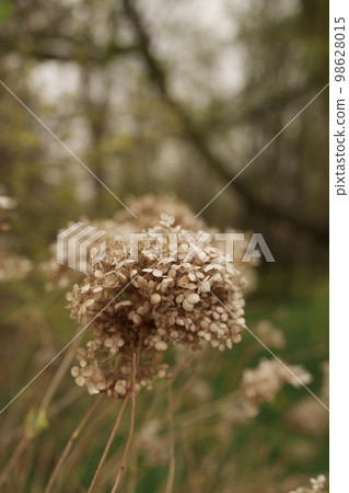 Dry Hydrangea in early spring closeup Dry Hydrangea in early spring closeup 98628015