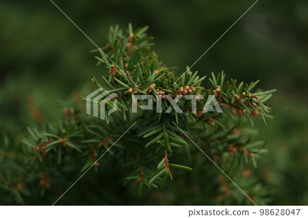 Close up yew tree photo 98628047