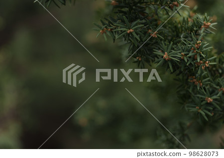 Close up yew tree photo 98628073