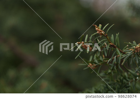 Close up yew tree photo 98628074