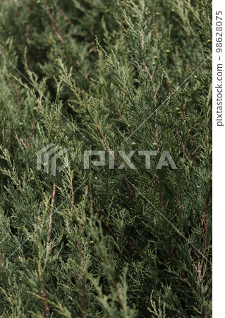 Juniper tree in spring with buds closeup 98628075