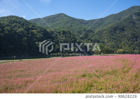 蕎麥，蕎麥 98628229