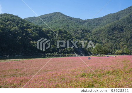 蕎麥，蕎麥 98628231