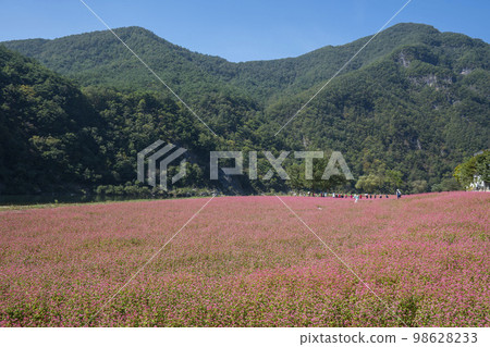 蕎麥，蕎麥 98628233
