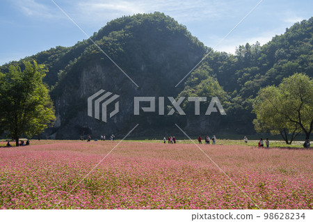 蕎麥，蕎麥 98628234