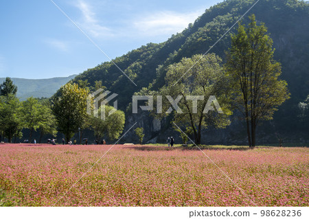 蕎麥，蕎麥 98628236