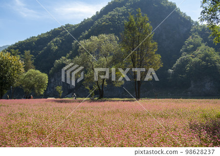 蕎麥，蕎麥 98628237