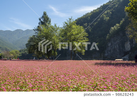 蕎麥，蕎麥 98628243