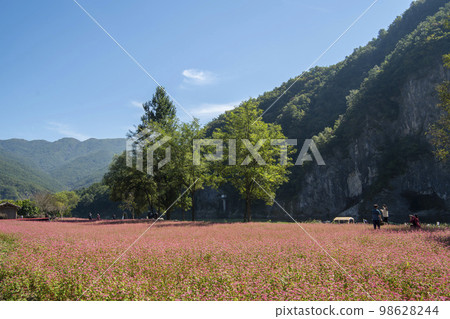 蕎麥，蕎麥 98628244