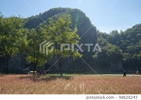 蕎麥，蕎麥 98628245