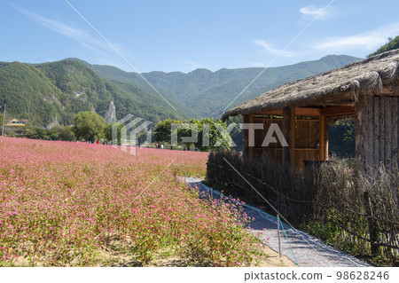 蕎麥，蕎麥 98628246