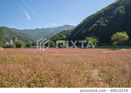 蕎麥，蕎麥 98628249
