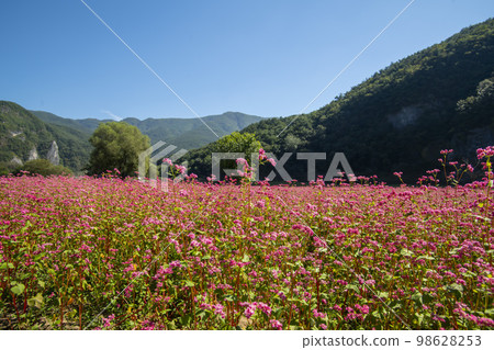 蕎麥，蕎麥 98628253