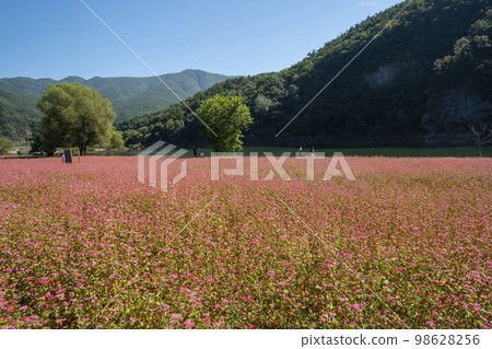 蕎麥，蕎麥 98628256