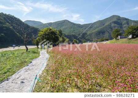 蕎麥，蕎麥 98628271